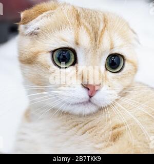 Nahaufnahme einer schottisch gefaltenen Katze, Makroportrait, ein beigefarbenes Haustier mit großen intelligenten Augen Stockfoto