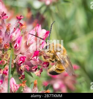 Langhornbiene, Langhorn-Biene, Männchen, Eucera nigrescens, Eucera tuberculata, Langhorn-Biene, männlich, Kroatien, Kroatien Stockfoto