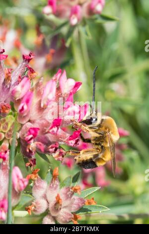 Langhornbiene, Langhorn-Biene, Männchen, Eucera nigrescens, Eucera tuberculata, Langhorn-Biene, männlich, Kroatien, Kroatien Stockfoto