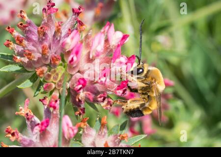 Langhornbiene, Langhorn-Biene, Männchen, Eucera nigrescens, Eucera tuberculata, Langhorn-Biene, männlich, Kroatien, Kroatien Stockfoto