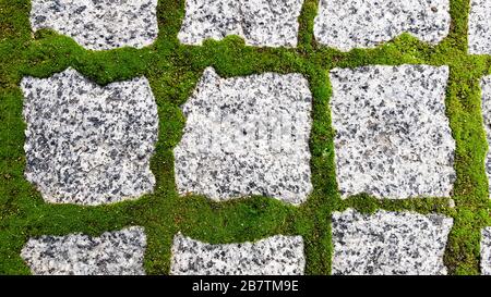 Die Struktur der gepflasterten Kachel der Straße. Betonpflasterplatten. Pflastersteine. Gras zwischen den Platten. Textur der mit überwucherten Pflastersteinen Stockfoto