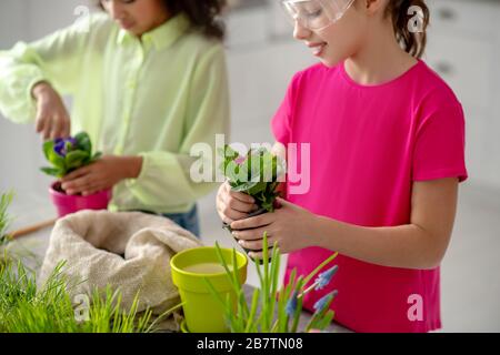 Zwei Mädchen mit violetten und rosafarbenen Veilchen in den Händen. Stockfoto