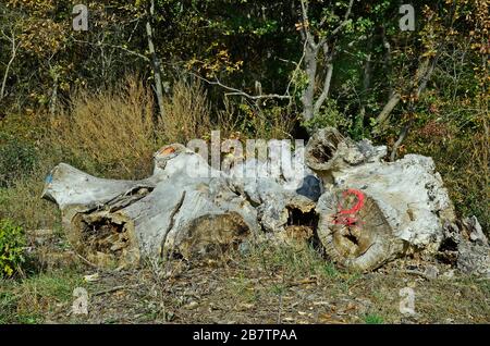 Österreich, Wald- und Holzwirtschaft Stockfoto