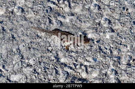 Österreich, Alpensalamander auf der Tauplitzer Alp Stockfoto