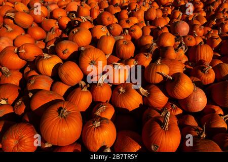 Geerntete Kürbisse, gestapelte Pumpkins, riesige Kürbisse im Herbst, Herbst, goldener Oktober, typische Halloween-Früchte. Stockfoto