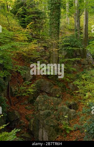 Felsenmeer, berühmte Naturschutzgebiet, Meer von Felsen in der Nähe von Hemer, Sauerland, wild-romantischen Buchenwald im Herbst, Herbst, in Deutschland, in Europa. Stockfoto