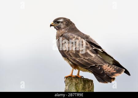 /Maeusebussard Mäusebussard (Buteo buteo) auf einem Zaunpfosten, Wildlife, Europa thront. Stockfoto