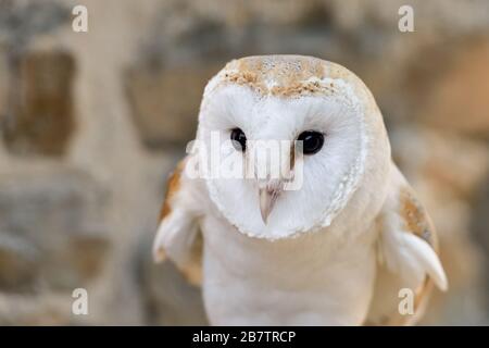 Barn Eule / Schleiereule ( Tyto alba ), Common Barn Eule, Watching, Hunting, kurz vor dem Start, weiße Variante, Frontalansicht, Westeuropa. Stockfoto