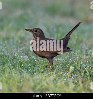 Gemeinsame Amsel/Amsel (Turdus merula), braun Weiblich, typische Garten Vogel, im Gras sitzen, auf dem Boden, im aufmerksamen darstellen, Seitenansicht, wildlif Stockfoto