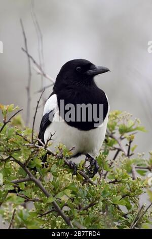 Eurasian Magpie/Elster (Pica Pica) auf einem Busch, thront, typisches Verhalten dieser schüchtern und aufmerksamen Vogel, Wildlife, Europa. Stockfoto