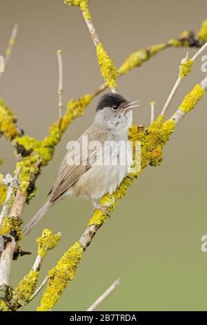 Mönchsgrasmücke (Sylvia atricapilla) in einem älteren Bush thront, auf ältere Zweige, Singen, Wildlife, Europa. Stockfoto