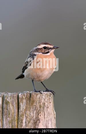 / Braunkehlchen Braunkehlchen (Saxicola rubetra) auf einem fencepost, männlich im schönen Zucht Kleid, typische Vogelarten der offenen Land, gefährdete thront, wildilf Stockfoto