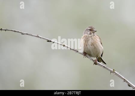 Gemeinsame Hänfling/Bluthänfling (Carduelis cannabina), weibliche Vogel, auf dornigen Ranken, thront, sanfte Farben, Vorderansicht, Wildlife, Europa. Stockfoto