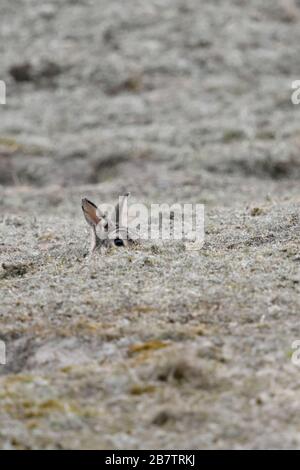 Europäische Kaninchen/Wildkaninchen (Oryctolagus cuniculus) sitzen in Rabbit Hole, sorgfältig beobachten, spähen aus seiner Burrow, lustige Blicke, die Tier- und Pflanzenwelt Stockfoto