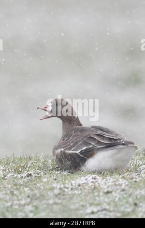 Mehr white-fronted goose/Blaessgans (Anser Albifrons), ein Vogel, Lügen, ruht auf einer Weide in Schneefall, laut rufen, Wildlife, Europa. Stockfoto