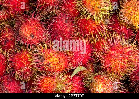 Nahaufnahme von Rambutan-Früchten (Nephelium lappaceum) Stockfoto