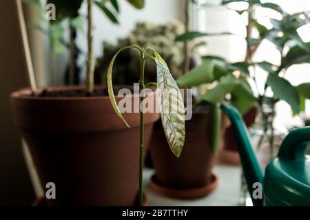 Wachsende Mangos auf der Fensterbank. Grüner Spross. Breite Blätter Stockfoto