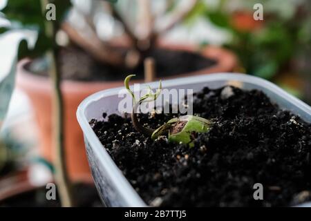 Junger Spross. Geroutete Mango-Samenschale. Die Pflanze wächst in einem Behälter. Hausanlagen Stockfoto