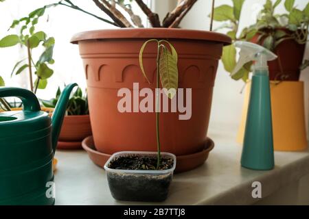 Grüner Spross. Innenanlagen an der Fensterbank. Junge Mango. Breite Blätter Stockfoto