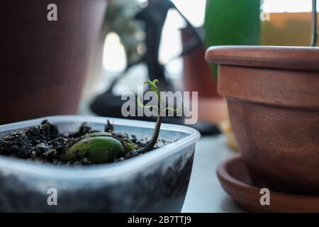 Junger Spross. Geroutete Mango-Samenschale. Die Pflanze wächst in einem Behälter. Hausanlagen Stockfoto