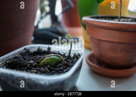 Junger Spross. Geroutete Mango-Samenschale. Die Pflanze wächst in einem Behälter. Hausanlagen Stockfoto