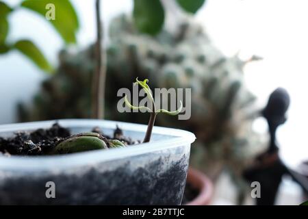 Junger Spross. Geroutete Mango-Samenschale. Die Pflanze wächst in einem Behälter. Hausanlagen Stockfoto
