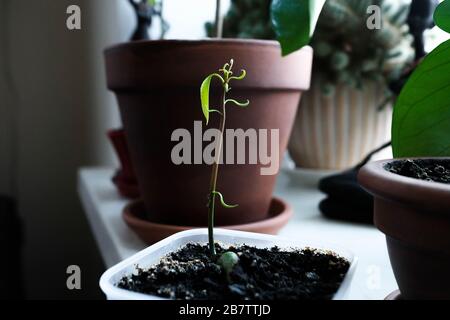 Mango-Spross. Der Samen sprießt. Junge Pflanze in einem Topf. Stockfoto