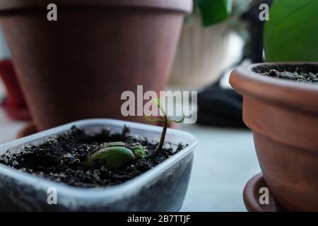 Junger Spross. Geroutete Mango-Samenschale. Die Pflanze wächst in einem Behälter. Hausanlagen Stockfoto