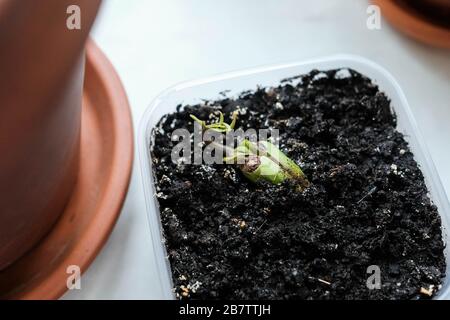 Junger Spross. Geroutete Mango-Samenschale. Die Pflanze wächst in einem Behälter. Hausanlagen Stockfoto
