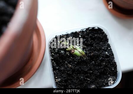 Junger Spross. Geroutete Mango-Samenschale. Die Pflanze wächst in einem Behälter. Hausanlagen Stockfoto