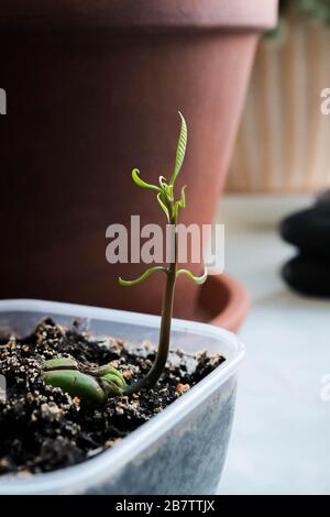 Mango-Spross in einem Behälter. Sprießen Sie einen Samen. Heimpflanzen Stockfoto