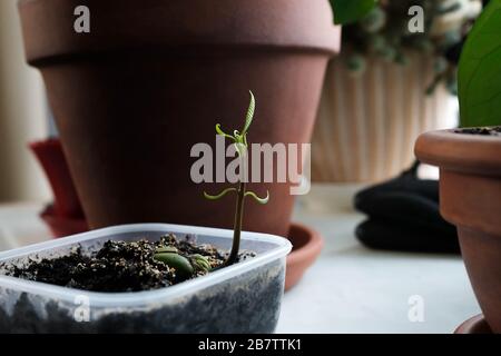 Grüner Spross auf dem Hintergrund eines braunen Topfes. Pflanzen auf der Fensterbank Stockfoto