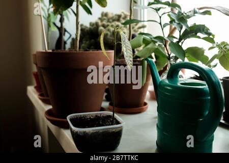 Junge Pflanze auf der Fensterbank. Mango-Spross. Grüne dünne Blätter. Heimpflanzen Stockfoto