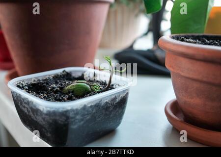 Junge, geroutete Mango-Samenschale. Die Pflanze wächst in einem Behälter. Hausanlagen Stockfoto