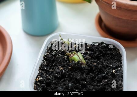 Junge, geroutete Mango-Samenschale. Die Pflanze wächst in einem Behälter. Hausanlagen Stockfoto