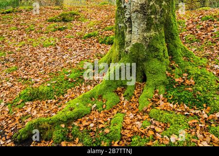 Die hellen Grünen und die Browns des Herbstes im Lake District National Park Cumbria, in der Nähe der Brathay Church neben dem Fluss Brathay. Stockfoto