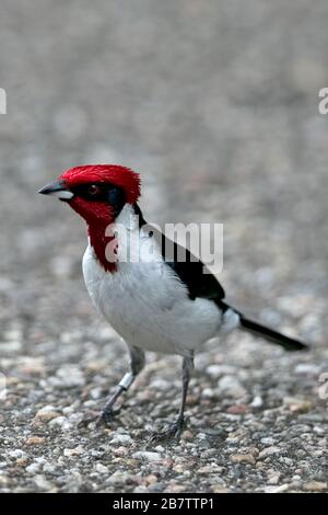 Red-capped Kardinal (Paroaria gularis) Stockfoto