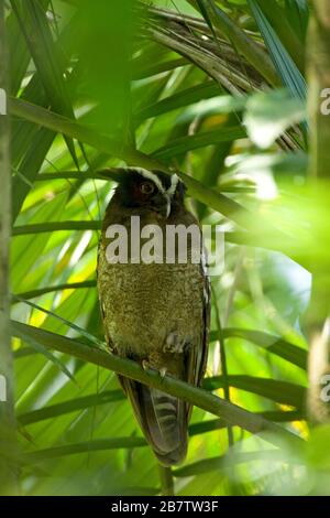 Crested Owl (Lophostrix cristata) Costa Rica Stockfoto