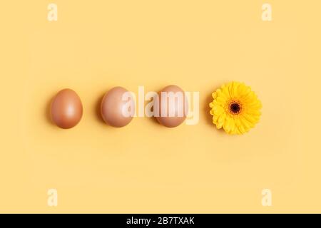 Frühlings- und osterkonzept. Eine Reihe brauner Eier und eine gelbe Blume. Stockfoto