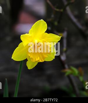 Eine einzelne gelbe Daffodilblüte im Frühjahr in einer englischen Gartengrenze. Stockfoto