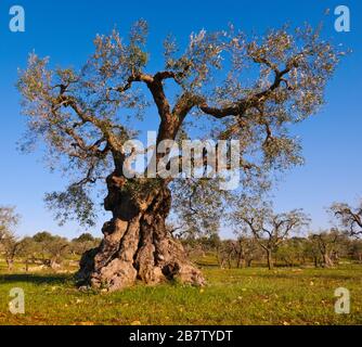 Olivenbaum gut beschnitten. Stockfoto