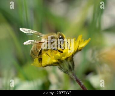 Honigbiene sammelt Nektar auf Löwenzahn Stockfoto