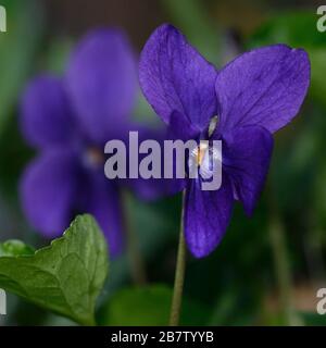 Nahaufnahme der violetten Wildblume auf grünem Blattgrund Stockfoto
