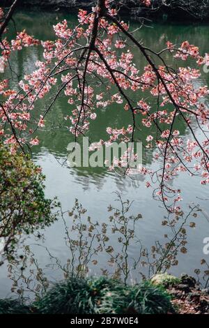 Kirschblütenbaum mit dem Spiegelbild auf dem Fluss Stockfoto