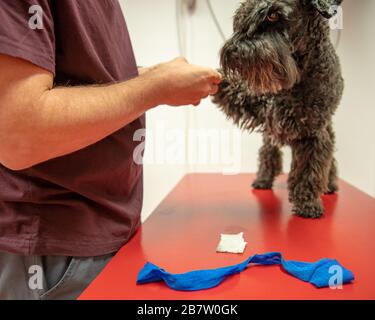 Hund auf dem Tisch für die Untersuchung Pfoten in der veterinärmedizinischen Chirurgie. Kleiner schwarzer Schnauzer Stockfoto