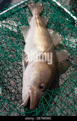 Ein Kabeljau, Gadus morhua, in einem Landungsnetz, nachdem er auf Rod und Linie von einem Sportfischerboot im Ärmelkanal gefangen wurde. Dorset England GB Stockfoto