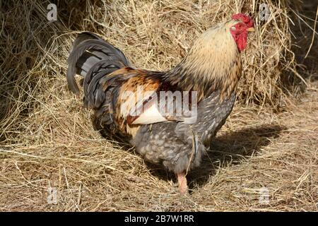 Hübsche Kakerlaster in Strohscheune Stockfoto