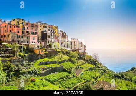 Corniglia, Cinque Terre - schönes kleines Dorf mit bunten Gebäuden auf der Klippe mit Blick auf das Meer. Cinque Terre National Park mit rauer Küste Stockfoto