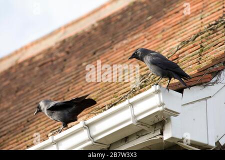 Zwei Jackdaws, Corvus monedula, die im März auf Hausrinnen gehauen werden. North Dorset England GB Stockfoto