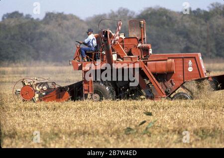 Ganado Texas USA: Reisanbau in der Nähe von Ganado im Colorado County an der texanischen Küste. ©Bob Daemmrich Stockfoto